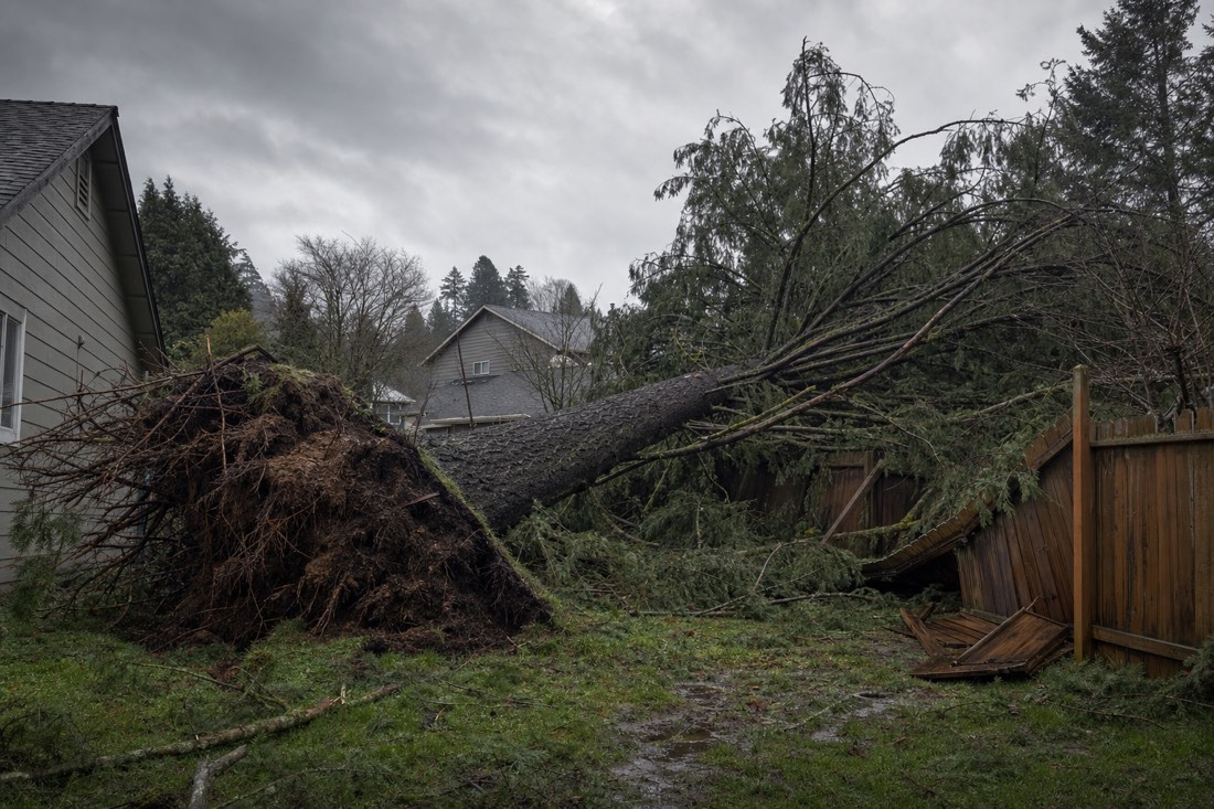 Storm-fallen conifer lying across a residential yard after a Fraser Valley windstorm